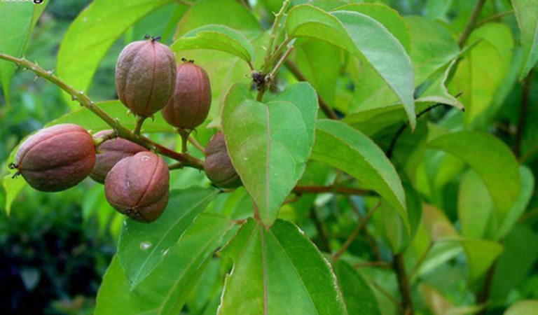 cây ba đậu