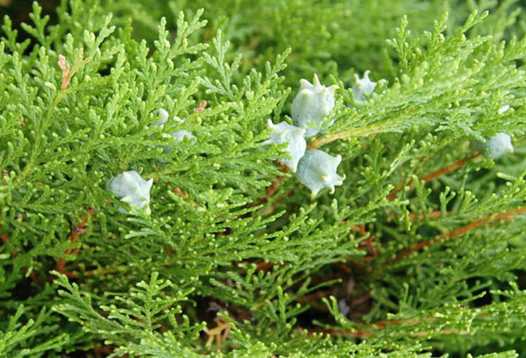 cây bá tử nhân