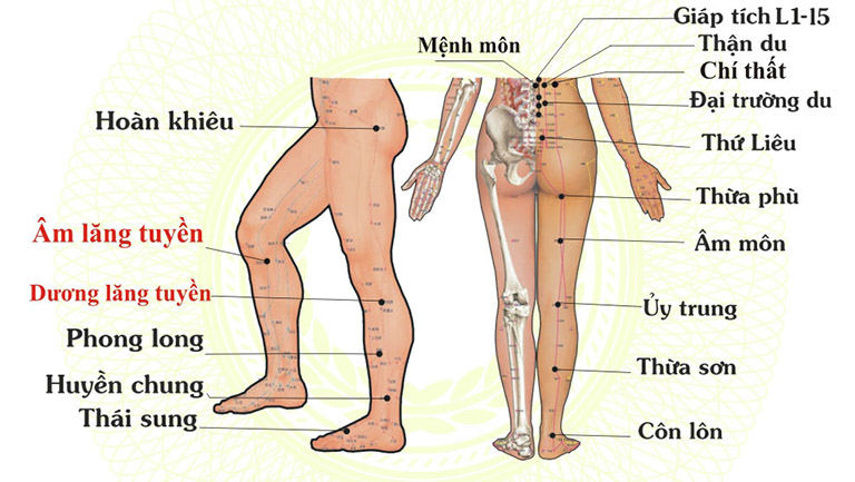 bấm huyệt chữa thoái hóa khớp gối