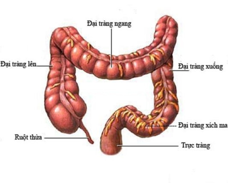 Trong các thành phần cấu tạo nên đại tràng, kết tràng dài nhất và giữ chức năng chính yếu nhất