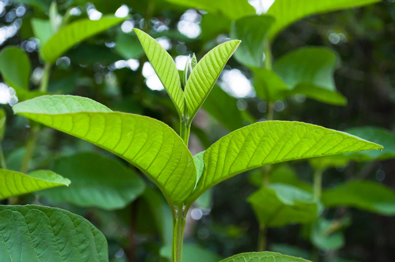 chữa đầy hơi chướng bụng bằng lá ổi