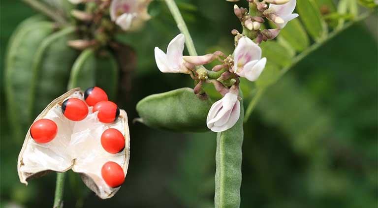 cây cam thảo dây