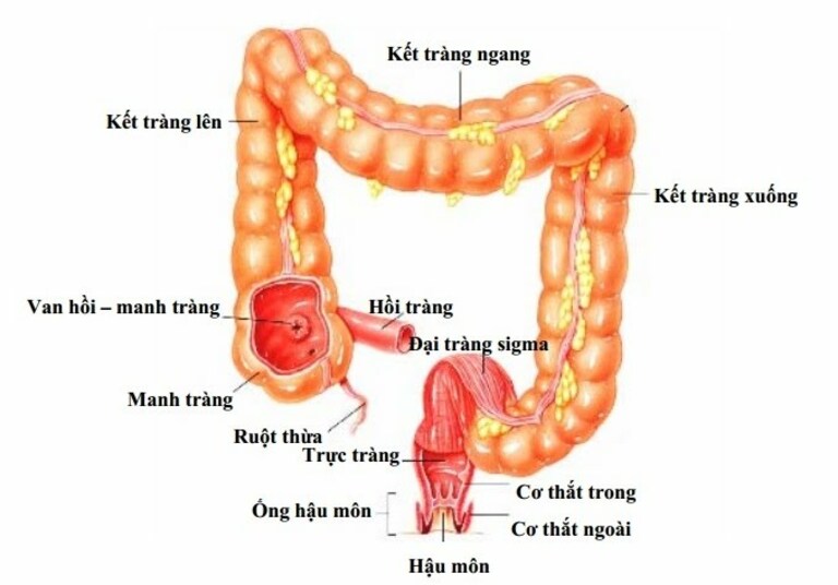 các thành phần cấu tạo của ruột già