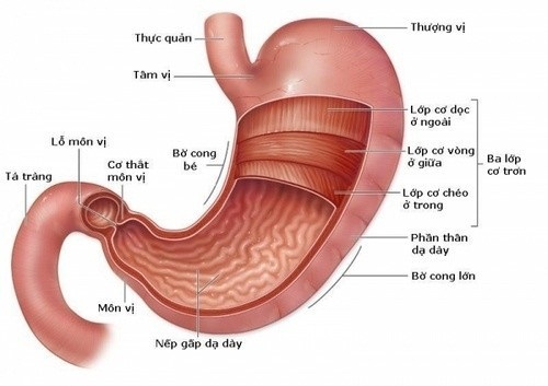 Cấu tạo của dạ dày