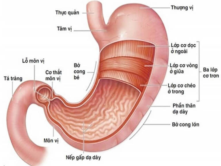 Trong dạ dày chức nhiều dịch vị và axit để tiêu hóa thức ăn nhưng lớp niêm mạc vẫn được bảo vệ là nhờ dịch nhầy