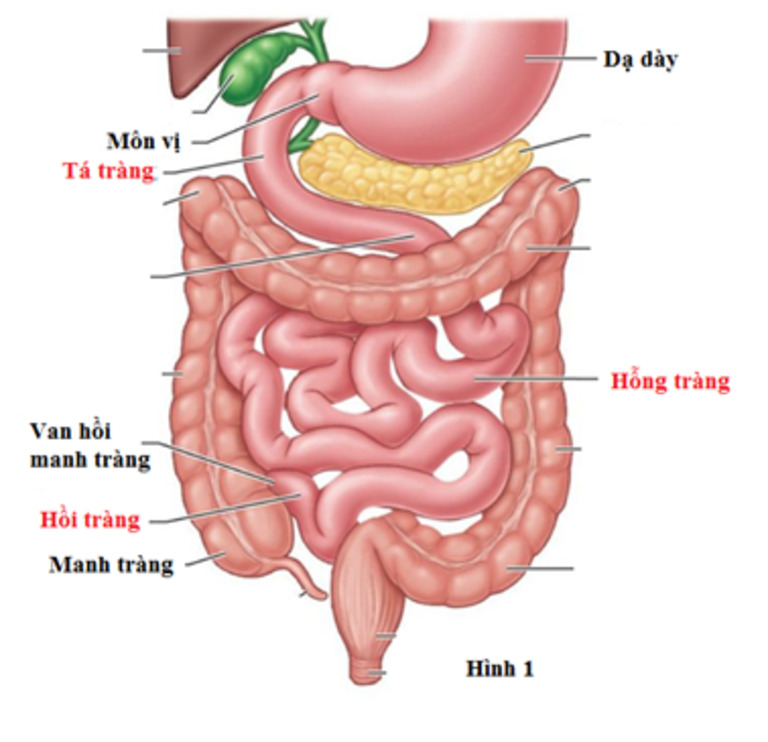 Cấu tạo của ruột non gồm tá tràng, hỗng tràng và hồi tràng