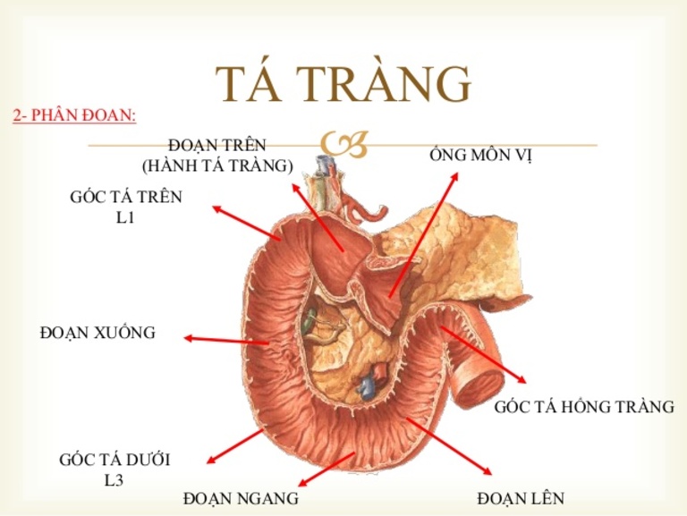 Tá tràng có hình chữ C ngược và có cấu tạo gồm 4 phần, mỗi phần có hình dạng khác nhau