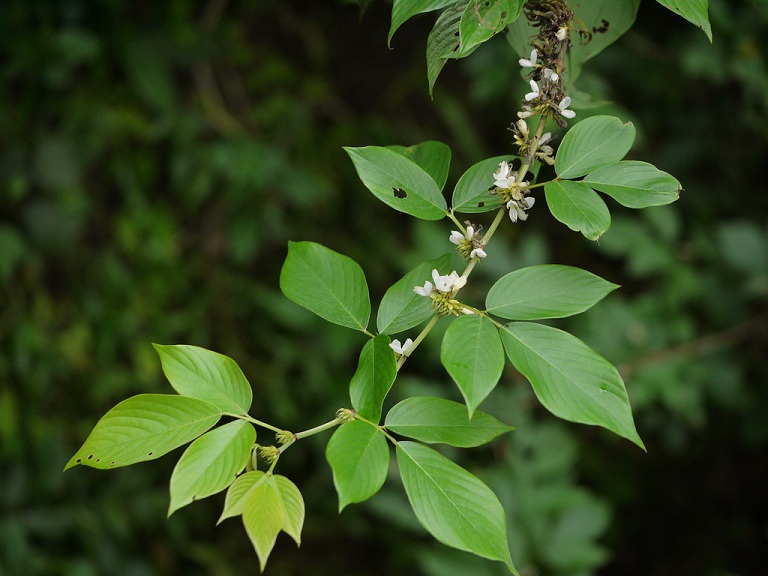 Cây ba chẽ