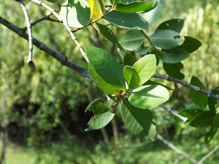 Hình ảnh cây bần