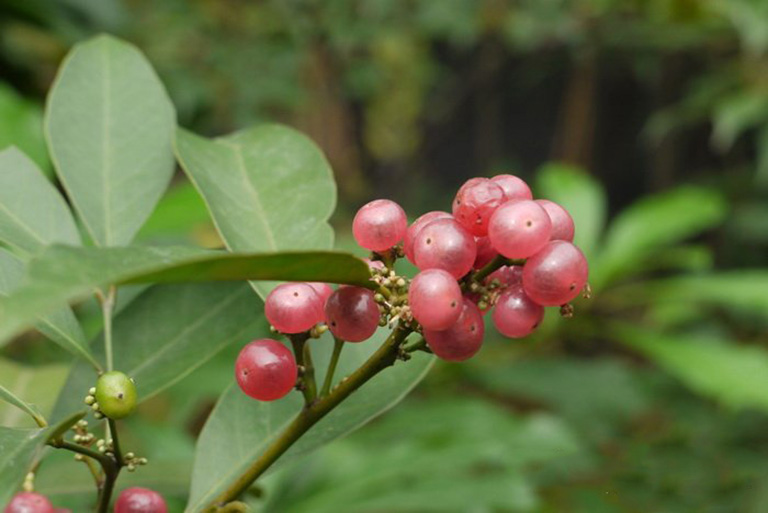 cây cơm rượu