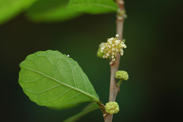 Cây duối