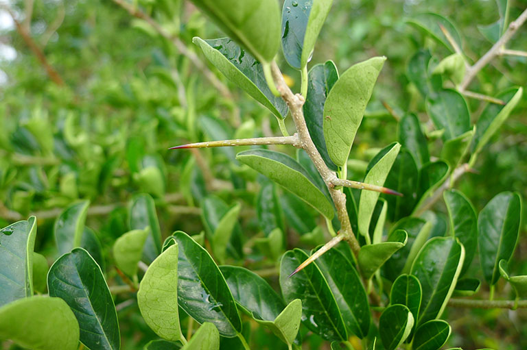 hình ảnh cây mỏ quạ