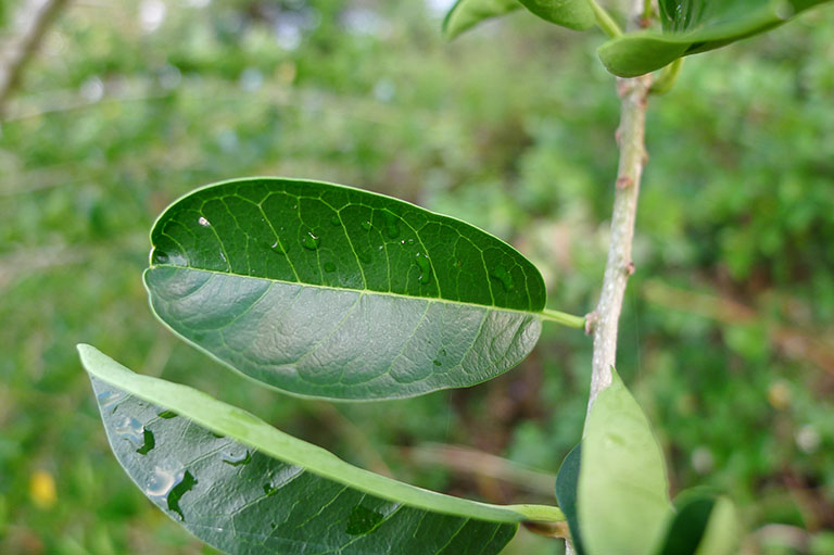 hình ảnh cây mỏ quạ