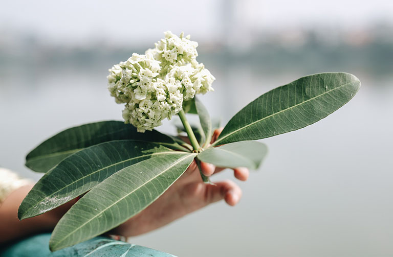 cây hoa sữa