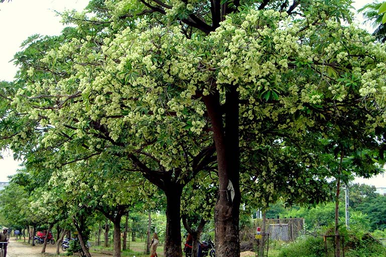 cây hoa sữa