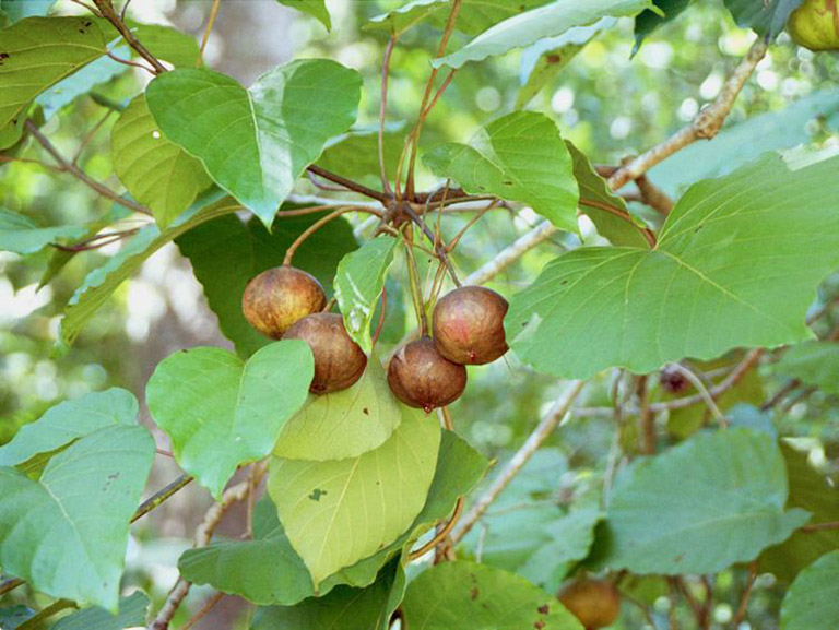 cây trẩu