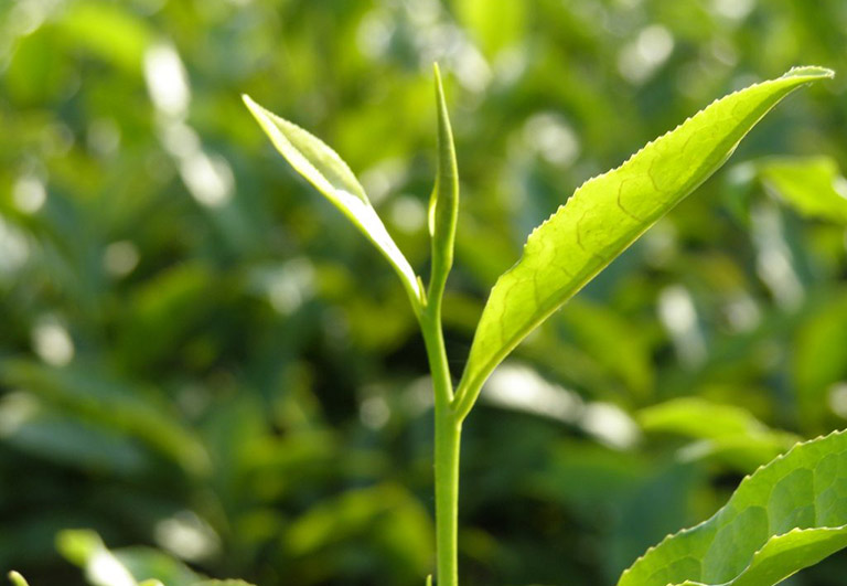 công dụng của lá chè xanh