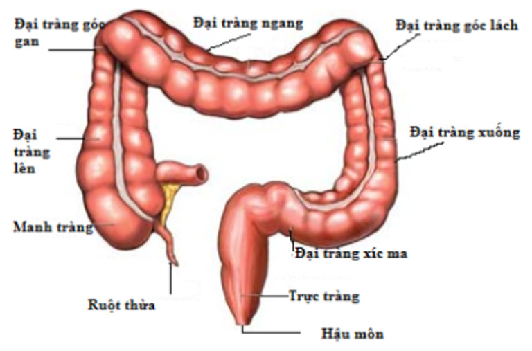 Ruột thừa nằm trong cấu tạo của ruột già. Ruột kết là tên gọi khác của kết tràng