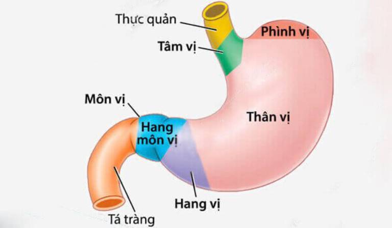 Vị trí hang vị dạ dày