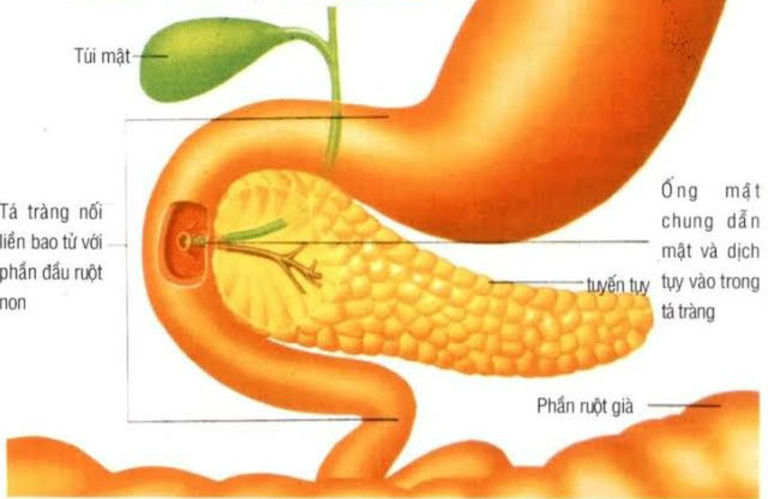 chức năng của tá tràng