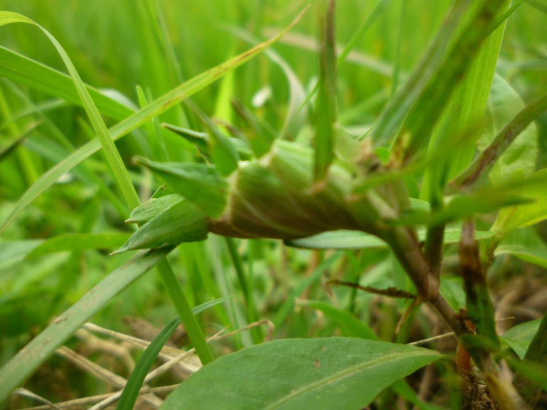 cây cỏ gà có tác dụng gì