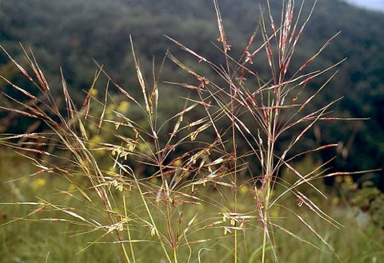 tác dụng của cỏ may