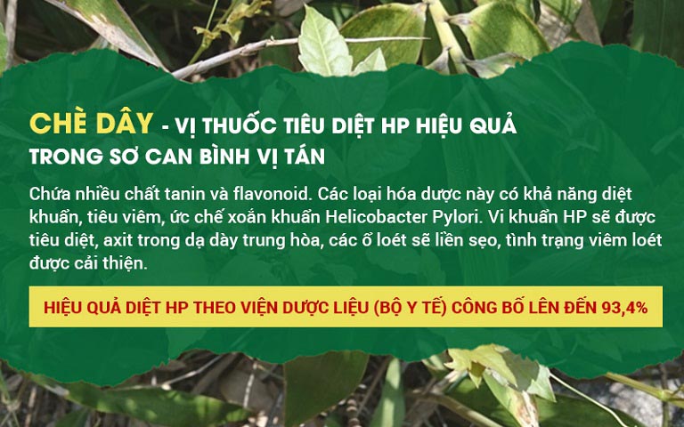 Công dụng của chè dây có trong bài thuốc chữa đau dạ dày Sơ can Bình vị tán