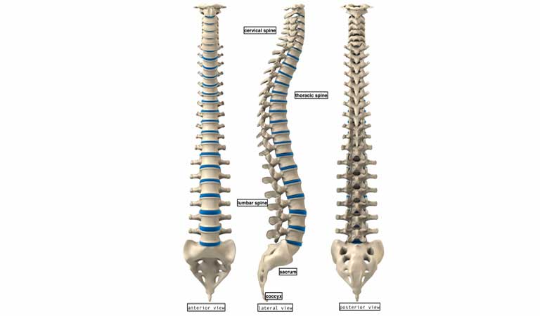 chức năng của cột sống