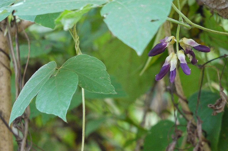 Đậu Mèo