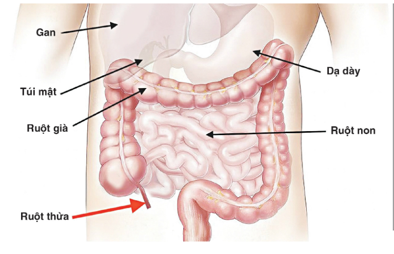 Ruột thừa là bộ phận nằm ở đáy manh tràng.