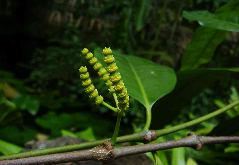 Hình ảnh cây dây gắm