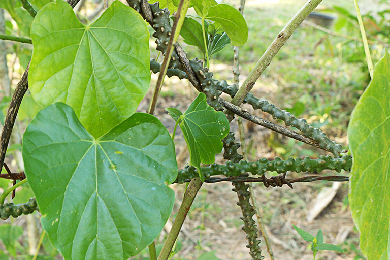 dây ký ninh