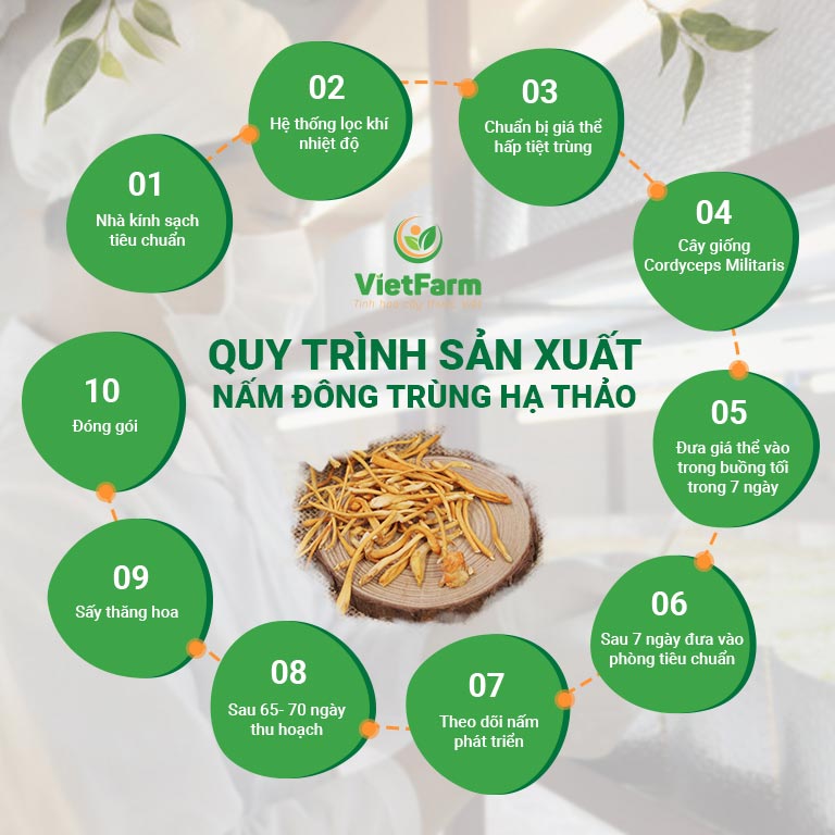 Quy trình sản xuất Đông trùng hạ thảo Vietfarm