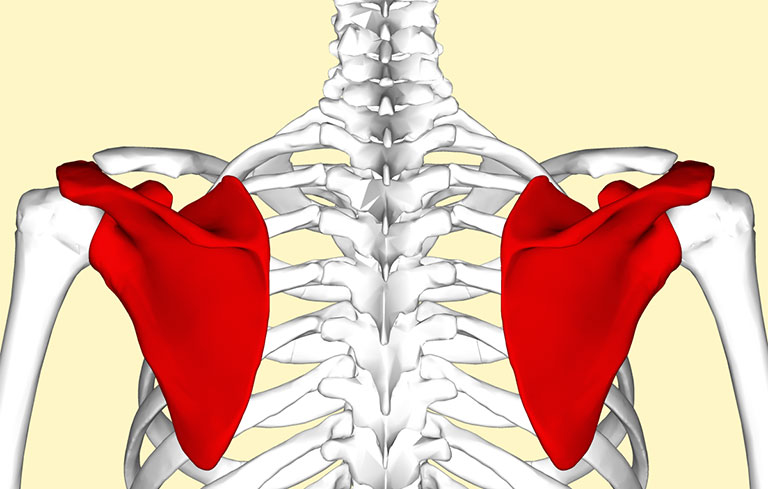 Xương bả vai (Scapula)