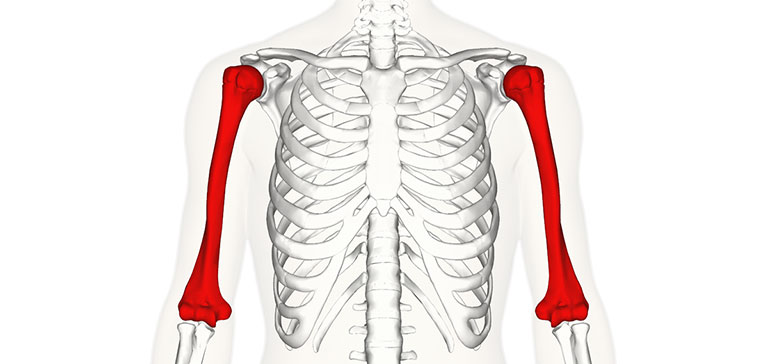 Xương cánh tay (Humerus)