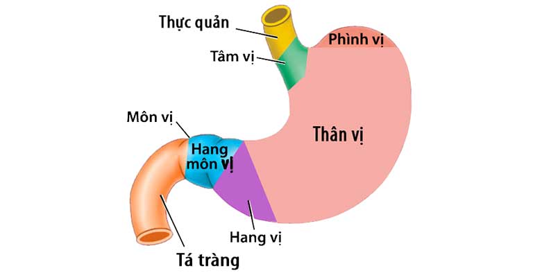 viêm hang vị dạ dày