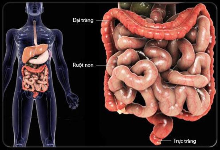 Hình ảnh đại tràng trong cơ thể ra sao là thắc mắc của nhiều người