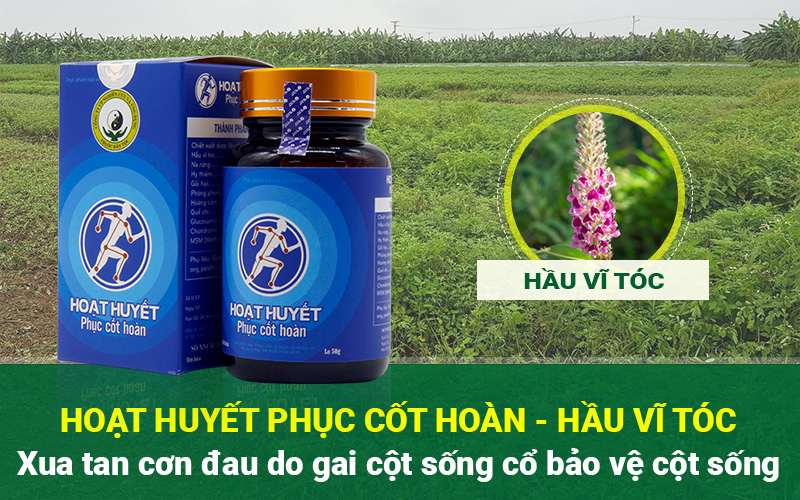 Hoạt huyết Phục cốt chữa gai cột sống