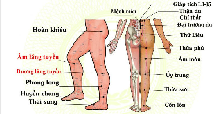 Hệ thống huyệt đạo châm cứu thần kinh tọa