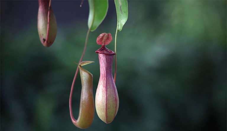 cây nắp ấm chữa bệnh gì