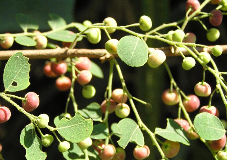 cây phèn đen mọc ở đâu