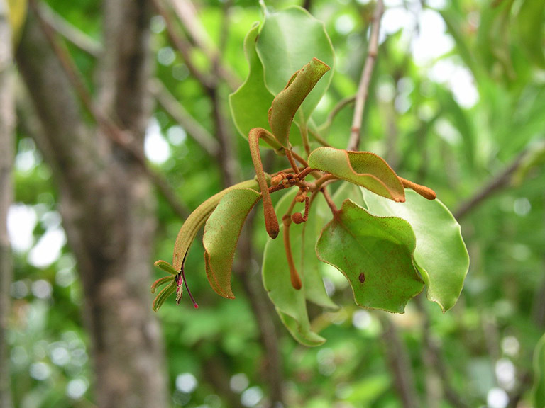 Tầm gửi cây gạo