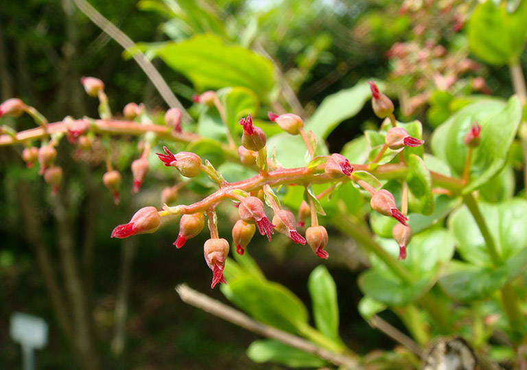 tang ký sinh dược liệu