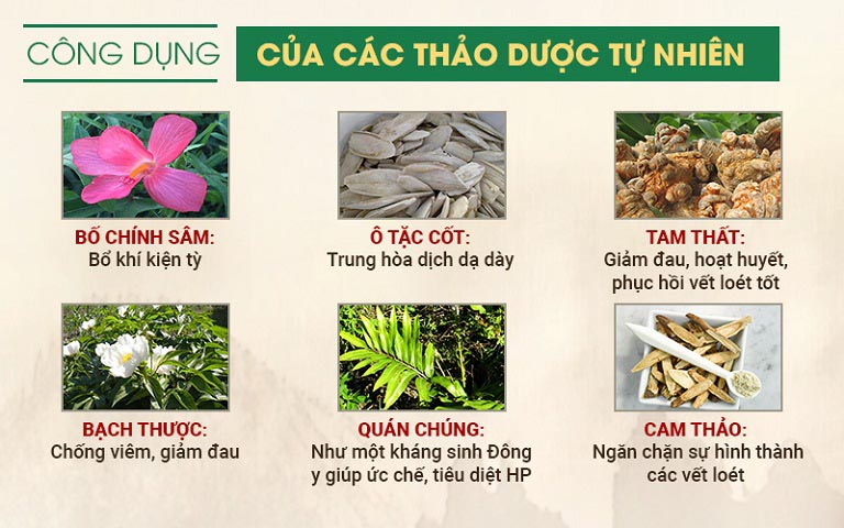 Thảo dược chữa đau dạ dày