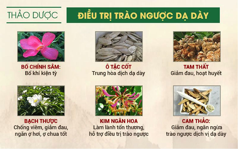 Thảo dược đông y trị trào ngược dạ dày