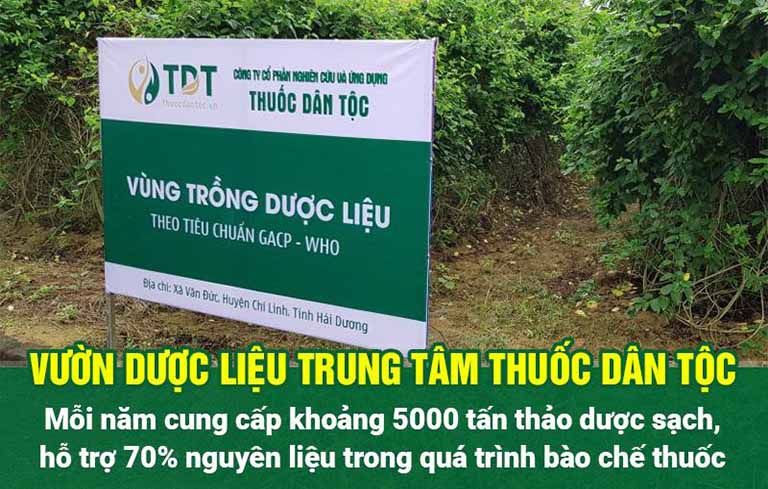 Vườn chuyên canh dược liệu sạch Thuốc dân tộc