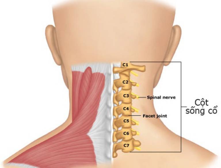 Đốt sống cổ c5 c6