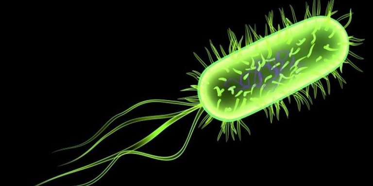 Vi khuẩn E.Coli là một trong những tác nhân gây nhiễm khuẩn đường ruột tiêu chảy ở trẻ sơ sinh