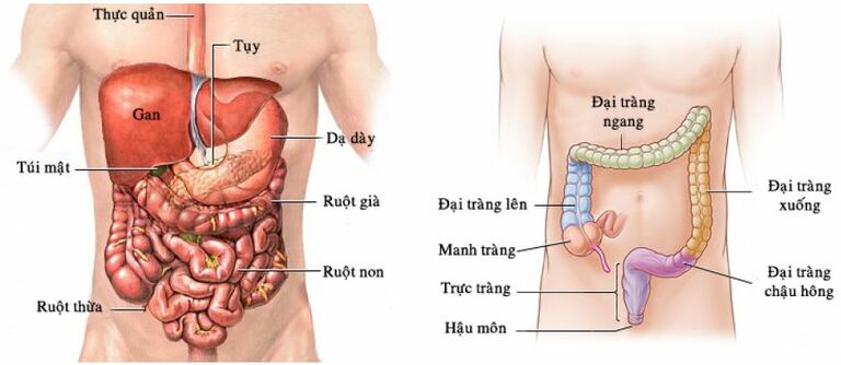 Các thành phần của kết tràng