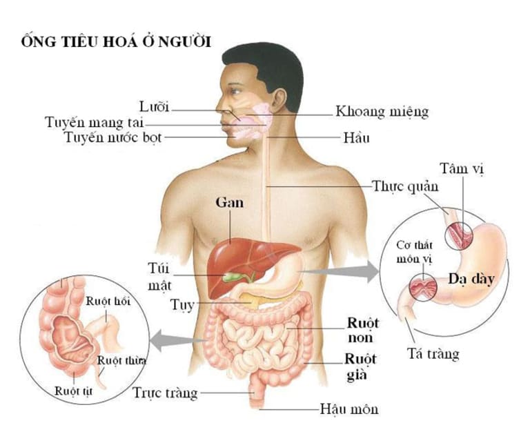 Vị trí của ruột già trong hệ tiêu hóa